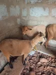 Pregnant Female Goats for Sale - 4