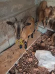 Pregnant Female Goats for Sale - 5