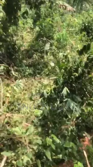 8.33 Acres Farmland for Sale, Obuotabri Mountain
