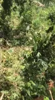 8.33 Acres Farmland for Sale, Obuotabri Mountain - 1