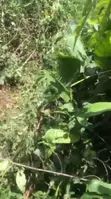 8.33 Acres Farmland for Sale, Obuotabri Mountain - 2