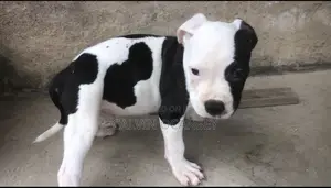 3-6 Month Male Purebred American Pit Bull Terrier