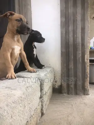 Female American Pit Bull Terrier Puppy (3-6 Months)