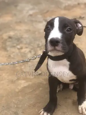 1-3 Month Male Purebred American Pit Bull Terrier