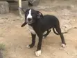 1-3 Month Male Purebred American Pit Bull Terrier - 2