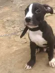1-3 Month Male Purebred American Pit Bull Terrier - 3