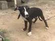 1-3 Month Male Purebred American Pit Bull Terrier - 4
