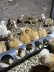 Sasso Chickens - 1
