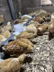 Sasso Chickens - 2