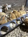 Sasso Chickens - 3