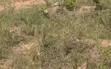 1 Plot of Titled Land for Sale at Ashalaja - 2