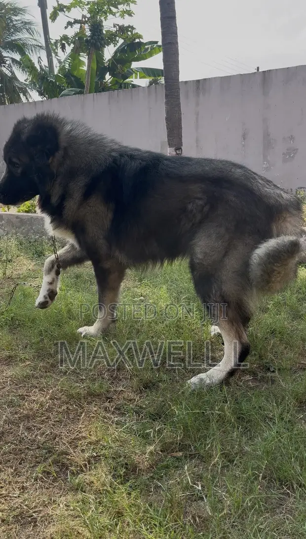 Purebred Caucasian Shepherd Male Stud - 1