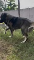 Purebred Caucasian Shepherd Male Stud - 1