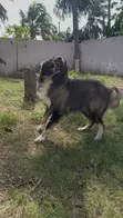 Purebred Caucasian Shepherd Male Stud - 2
