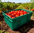 Prestige Fresh Tomatoes - 4