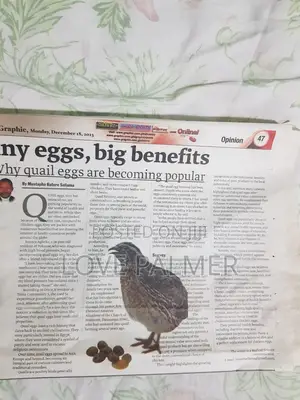Spring Creek Quail Eggs - 30 Pieces