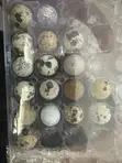 Spring Creek Quail Eggs - 30 Pieces - 2