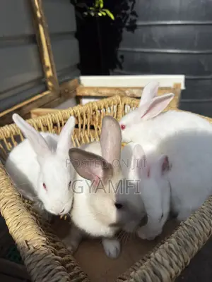 Healthy Chinchilla Mix Rabbits