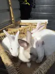 Healthy Chinchilla Mix Rabbits - 1