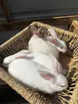 Healthy Chinchilla Mix Rabbits - 2