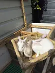 Healthy Chinchilla Mix Rabbits - 3