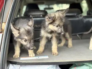 Female Purebred German Shepherd Puppy (1-3 Months)