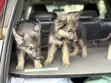 Female Purebred German Shepherd Puppy (1-3 Months) - 1