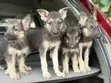 Female Purebred German Shepherd Puppy (1-3 Months) - 2