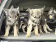 Female Purebred German Shepherd Puppy (1-3 Months) - 3