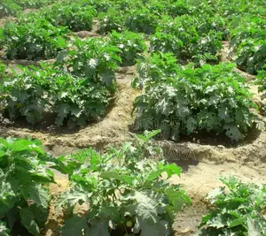 Farm Worker - Garden Eggs & Okra Farm