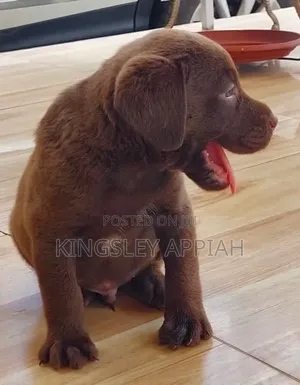 Purebred Labrador Retriever Puppy - 1-3 Months Male