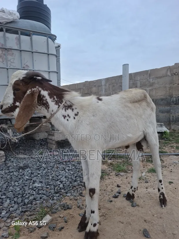 Active Male Goat for Breeding - 1