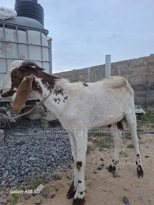 Active Male Goat for Breeding