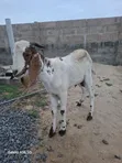 Active Male Goat for Breeding - 2