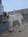 Active Male Goat for Breeding - 3