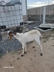 Active Male Goat for Breeding - 4