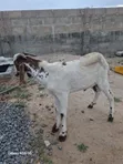Active Male Goat for Breeding - 5