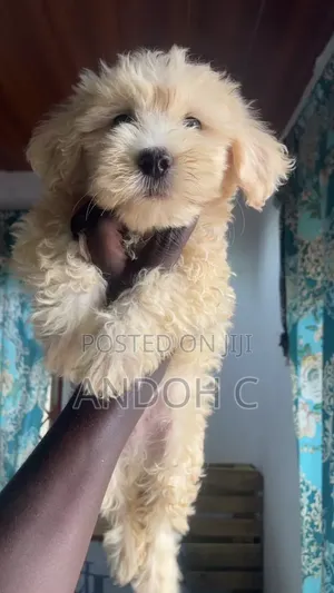 Purebred Poodle Puppy - 1-3 Months Old