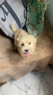 Purebred Poodle Puppy - 1-3 Months Old - 2