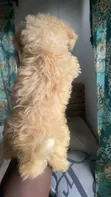 Purebred Poodle Puppy - 1-3 Months Old - 3