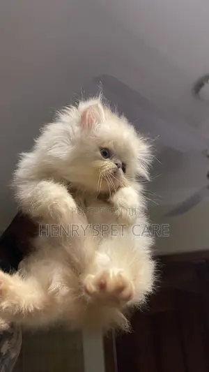 Purebred Persian Kitten - 1-3 Months Old