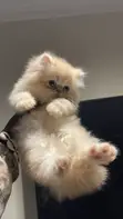 Purebred Persian Kitten - 1-3 Months Old - 2