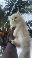 Purebred Persian Kitten - 1-3 Months Old - 3