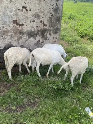 Afa Alhassan Farm Sheep