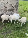 Afa Alhassan Farm Sheep - 1