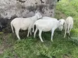 Afa Alhassan Farm Sheep - 2