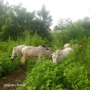Alhassan Farms Cows