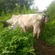 Alhassan Farms Cows - 2