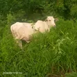Alhassan Farms Cows - 3