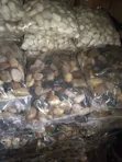 Polished Stone Pebbles - 20kg Bag - 2